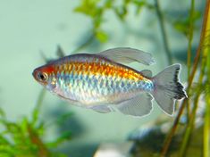 an orange and blue fish swimming in a plant filled aquarium with other plants around it