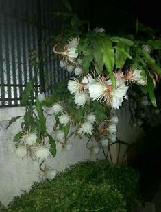 white flowers growing on the side of a building at night with green grass in front