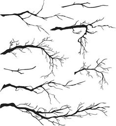 the branches of trees without leaves on a white background