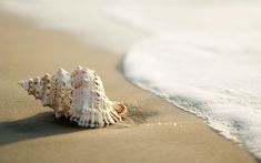 sea shell on the beach with waves coming in