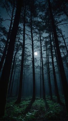 a dark forest filled with lots of trees under a full moon lit up in the sky