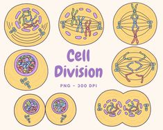 the cell division is shown in this hand drawn style, and contains different types of cells