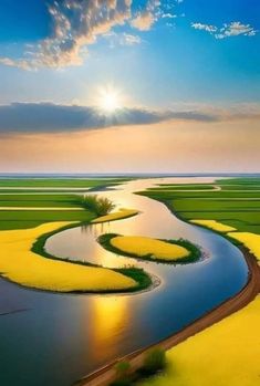 the sun is setting over an area with yellow flowers and green grass, as well as a river running through it