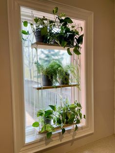 some plants are growing in the window sill