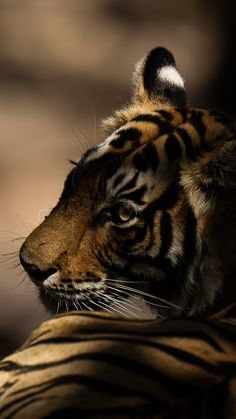 a close up of a tiger looking at something