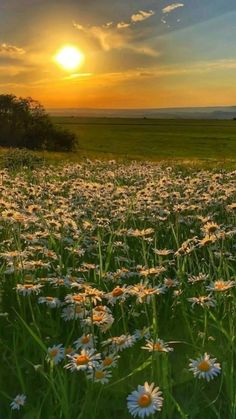 the sun is setting over a field full of daisies