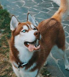 a brown and white dog standing on top of a stone walkway with its mouth open