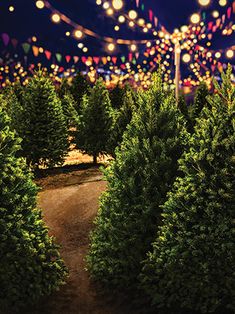 christmas trees are lined up in rows with lights on the top and below them at night