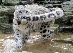 a white and black snow leopard standing in water with its paws on it's chest