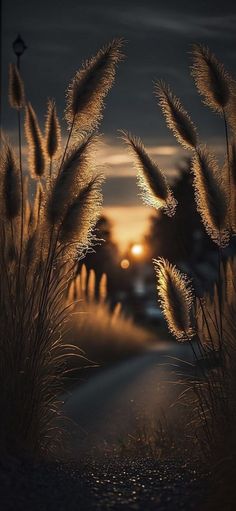 the sun is setting behind some tall grass