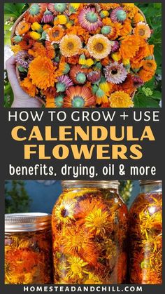 flowers in jars with the title how to grow and use calendula flowers benefits, dying oil & more