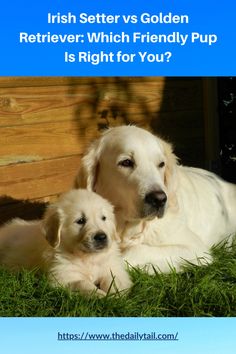 two white dogs laying next to each other in the grass with text that reads, irish setter vs golden retriever which friendly pup is right for you?