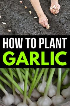 how to plant garlic in the garden with text overlay that reads, how to plant garlic