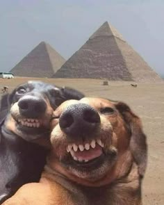 two dogs with their mouths open in front of the pyramids