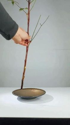 a person is holding a plant in a bowl