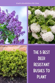 the 5 best deep - ressitant bushes to plant in your yard or garden