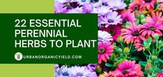 colorful flowers with the words, 22 essential perennial herbs to plant in green and purple