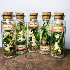 three glass jars filled with different types of plants