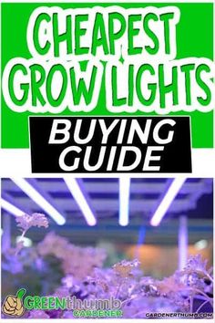 the cover of cheapest grow lights buying guide, with purple flowers growing in it