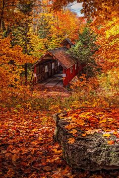 an old cabin in the woods surrounded by fall leaves