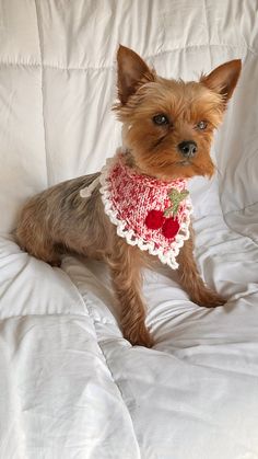 a small brown dog sitting on top of a white couch