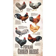 a poster with different types of chickens on it's back side and the words popular chicken