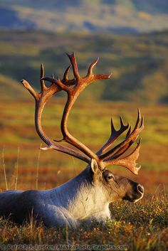 an elk laying down in the grass with antlers on it's head and neck