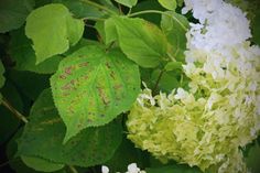 white and yellow flowers with green leaves