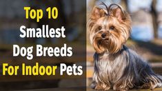 a small dog sitting on top of a wooden bench with the words smallest dog breeds for indoor pets