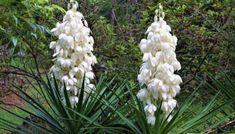 white flowers are blooming in the garden