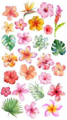 watercolor tropical flowers and leaves on a white background stock photo - 1387982