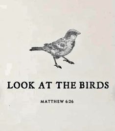 the book looks at the birds by matthiew 666 is in black and white