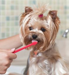 a woman brushing her dog's teeth with a pink toothbrush in the bathroom