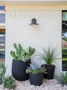 some plants that are sitting on the side of a building