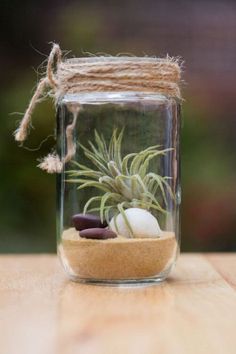 an air plant in a glass jar filled with rocks