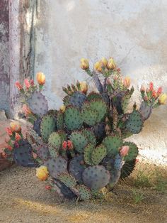 a cactus with yellow and pink flowers in front of a building