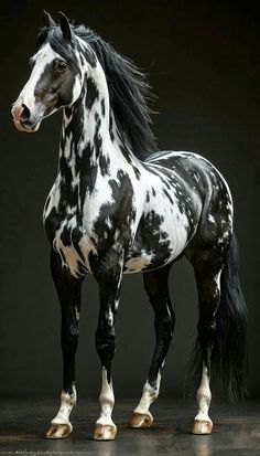 a black and white spotted horse standing on top of a wooden floor in front of a dark background