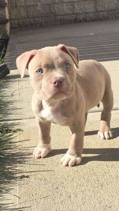 a brown dog standing on top of a sidewalk