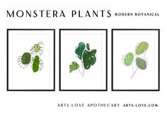 three green plants are shown in four different frames, with the words monster plant botanical above them