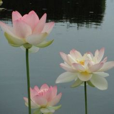 three pink and white water lilies in front of a body of water with lily pads