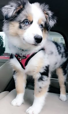 a small dog sitting in the back seat of a car wearing a red and black harness