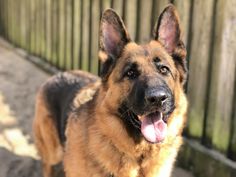 a german shepard dog standing in front of a fence and looking at the camera with his tongue hanging out