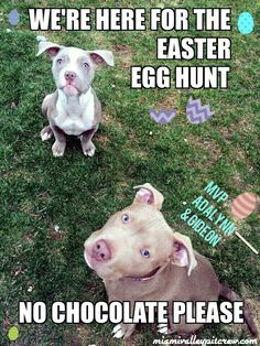 two dogs sitting in the grass with easter decorations around them and one dog looking up at the camera