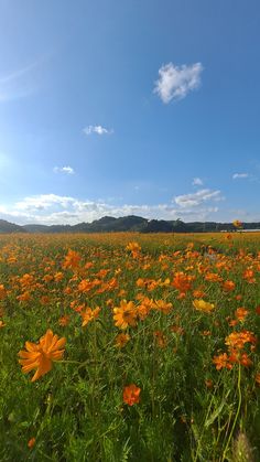 a field full of orange flowers under a blue sky