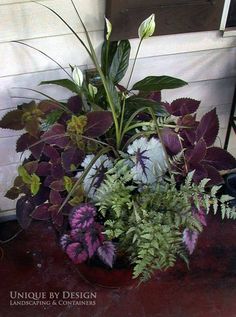 a potted plant sitting on top of a wooden table