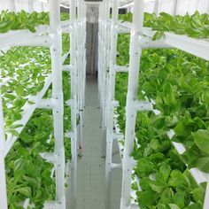 rows of lettuce growing in a hydropony, with white plastic frames