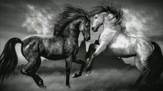 two black and white horses are running in the air with their tails spread out to each other