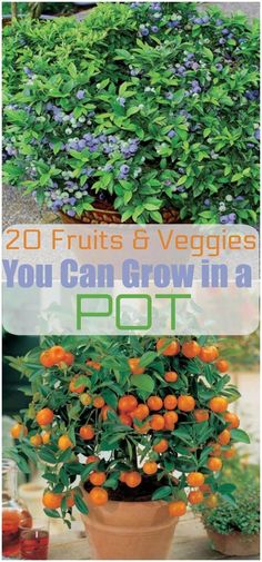 an orange tree in a pot with the words 20 fruits and veggies you can grow in a pot