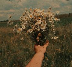 a person's hand holding up a bunch of daisies in the middle of a field