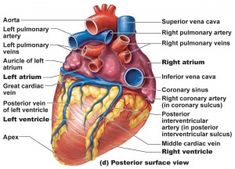 the anatomy of the heart and its major vessels